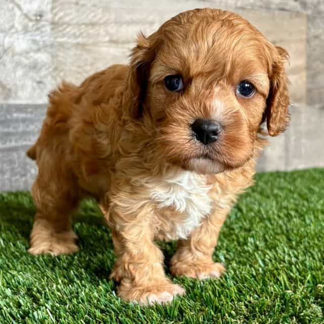 Chip - Cavapoo Male