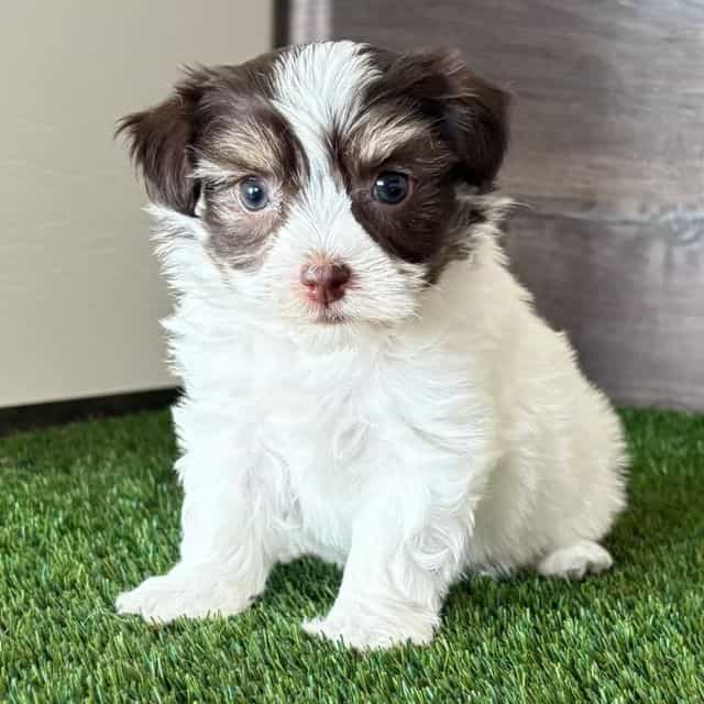 Harper - Havanese Female