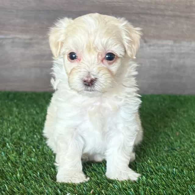 Mia - Maltipoo Female