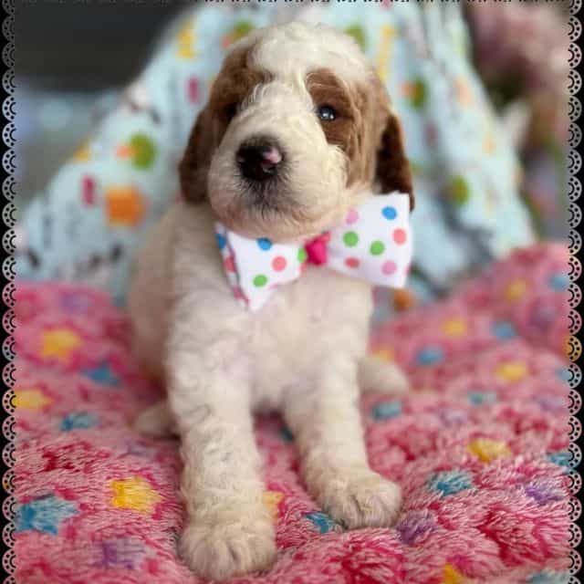 Dot - Standard Poodle Male