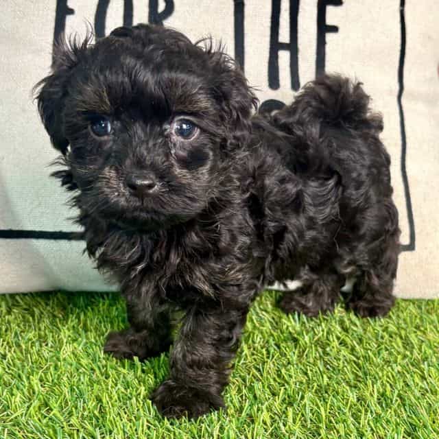 Quade - Maltipoo Male