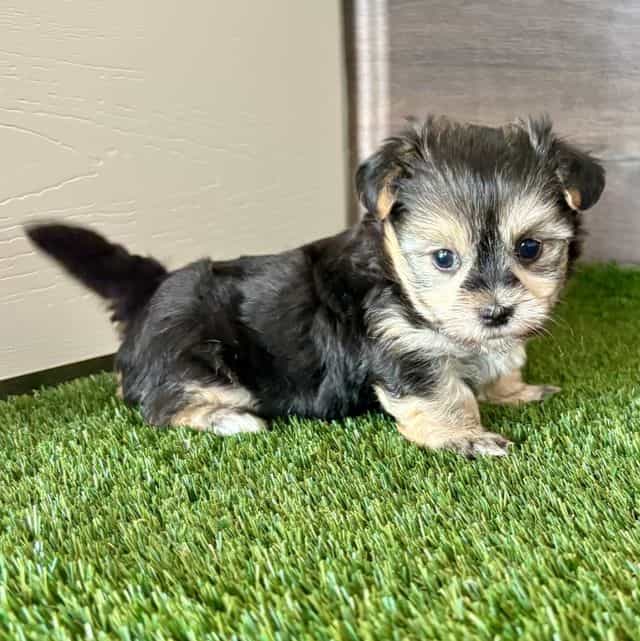 Orie - Morkie Female