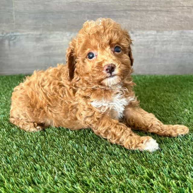Tuck - Toy Poodle Male