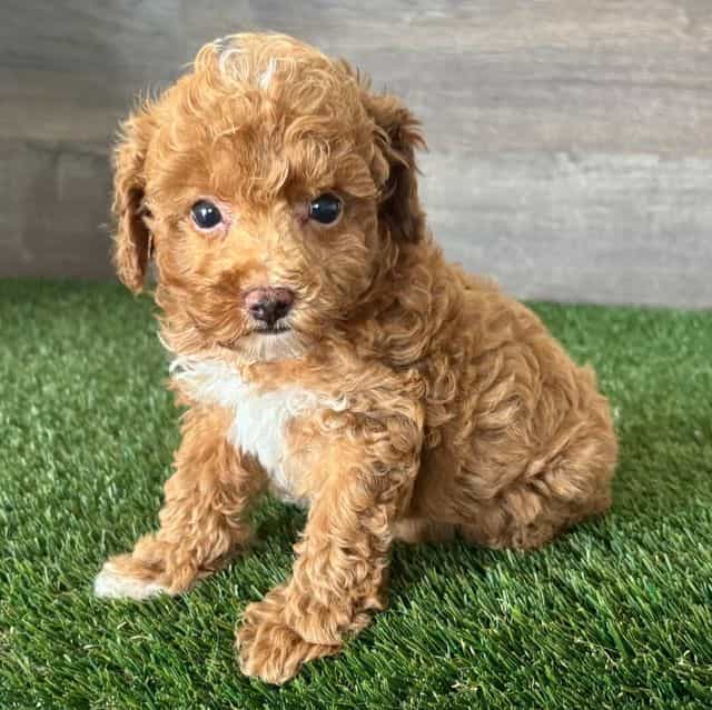 Tuck - Toy Poodle Male