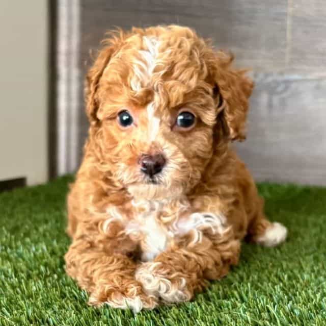 Trin - Toy Poodle Female