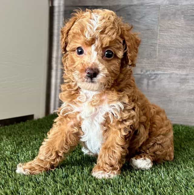 Trin - Toy Poodle Female