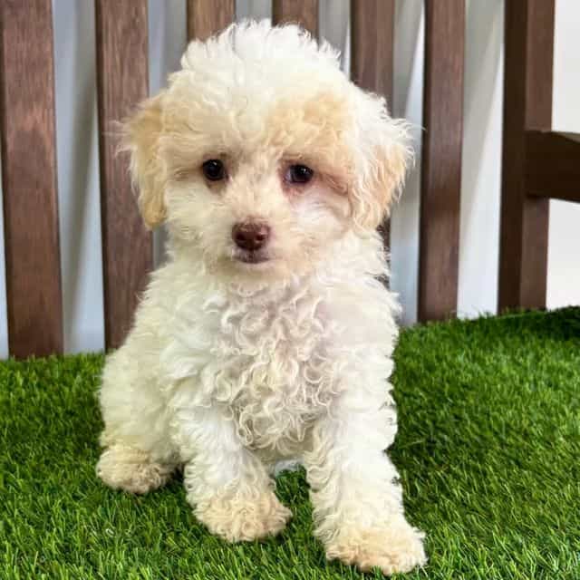 Tara - Toy Poodle Female
