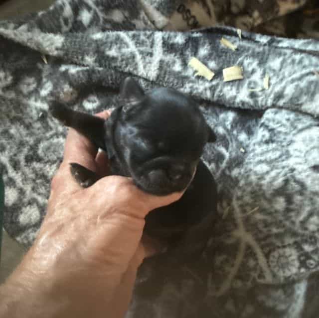 Sutton - Brussels Griffon Male