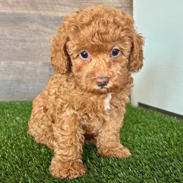 Thea - Toy Poodle Female
