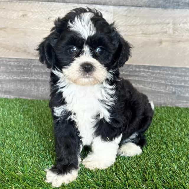 Saige - Shih-Poo Female