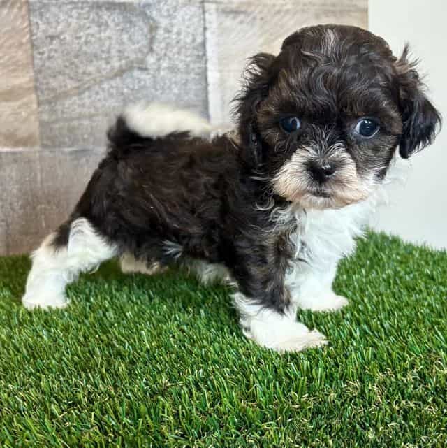 Sugar - Shih-Poo Male