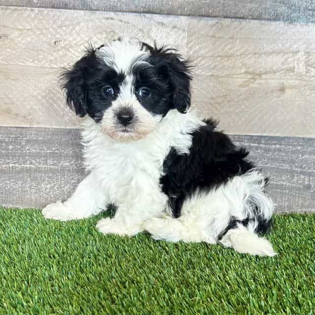 Silas - Shih-Poo Male