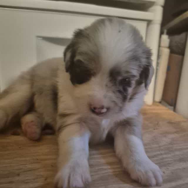 LOUISANA - Australian Shepherd Female