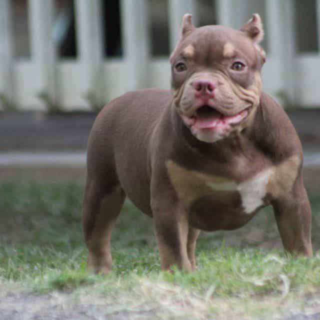 Coco - American Bully Female