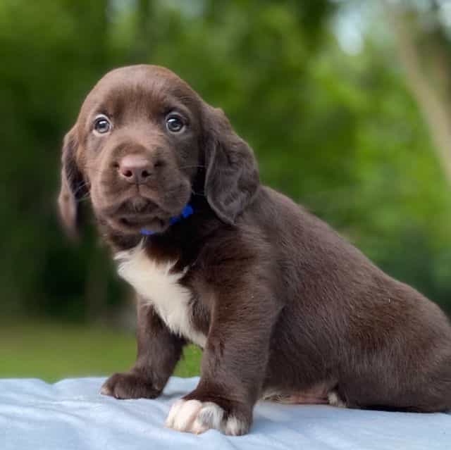 Prince Charming - Springador Male