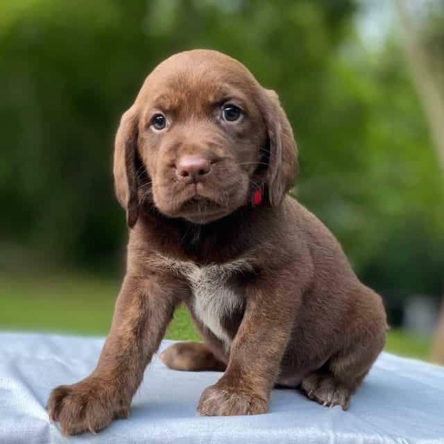 Belle - Springador Female