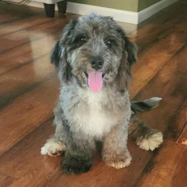  F1b Mini Pretz - Bernedoodle Female