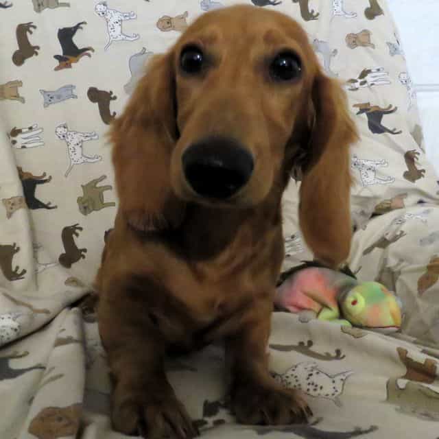 McDuff - Doxle Male