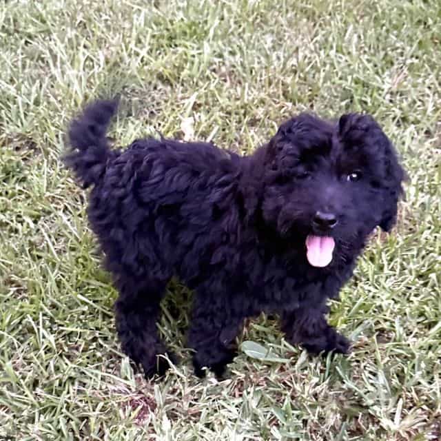 Blakie - Labradoodle Female