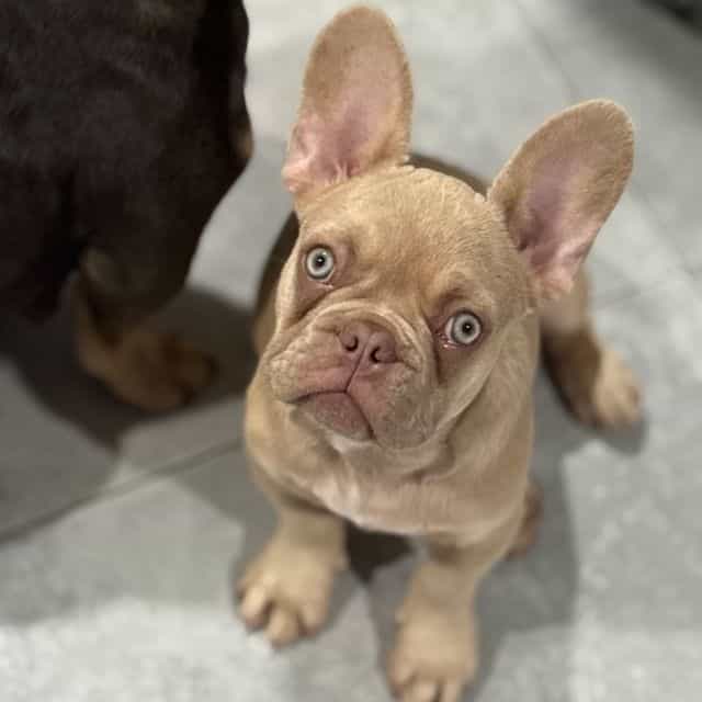 Frank Sinatra  - French Bulldog Male