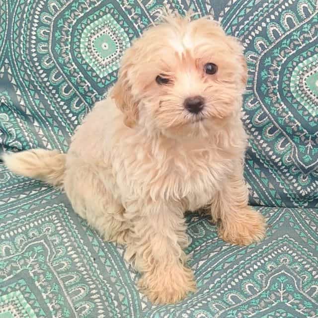 Mary - Maltipoo Female