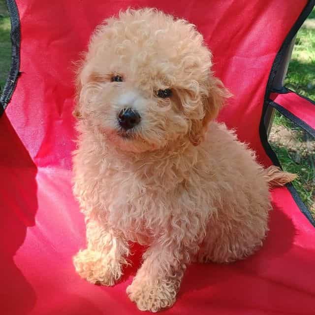 Phillip - Maltipoo Male