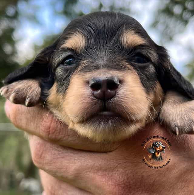 Black and Cream - Dachshund Female