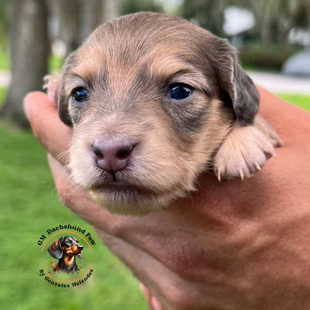 Blue Base Shade - Dachshund Female