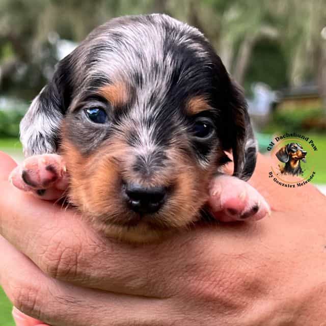 Black and Tan D - Dachshund Male