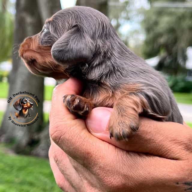 Blue and Tan - Dachshund Male