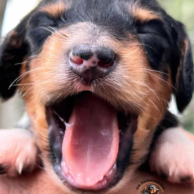 Black and Tan P - Dachshund Male