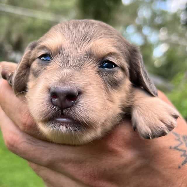Blue Base Shade - Dachshund Male