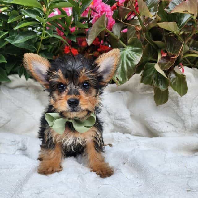 Linny - Yorkshire Terrier Male