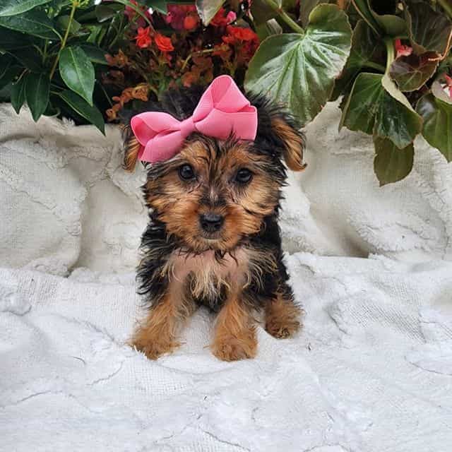 Katie - Yorkshire Terrier Female