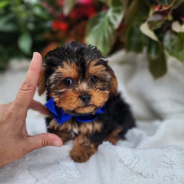 Benny - Yorkshire Terrier Male