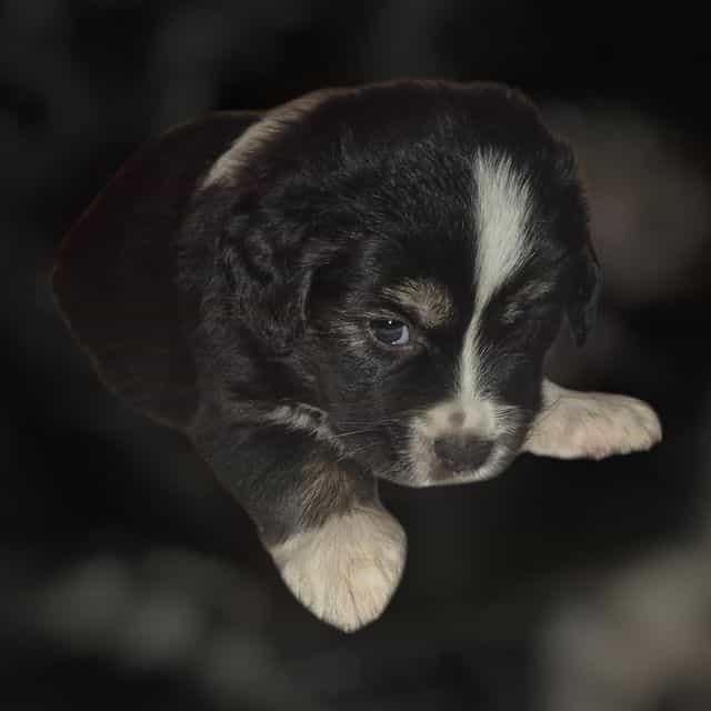 Mississippi - Australian Shepherd Male