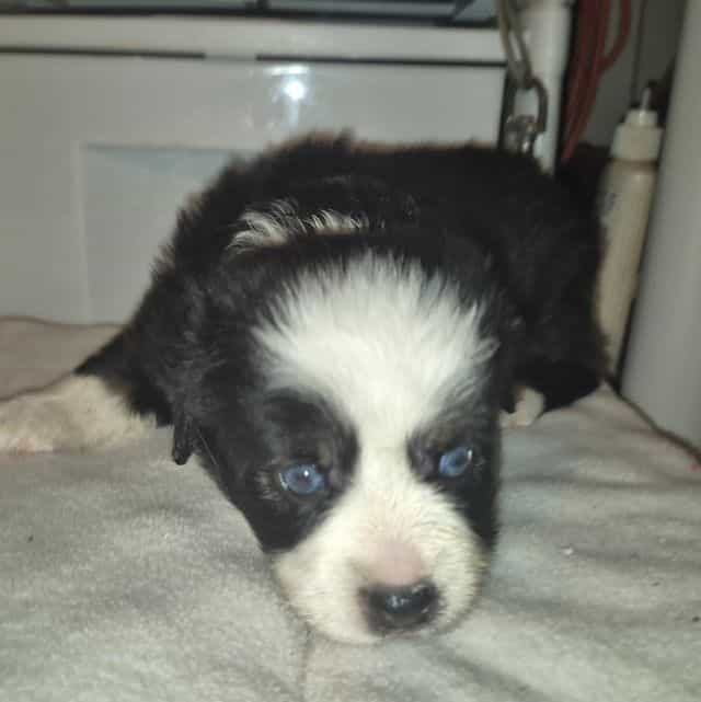 Arkansas - Australian Shepherd Female