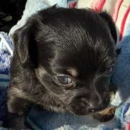Freddie - Chihuahua Male