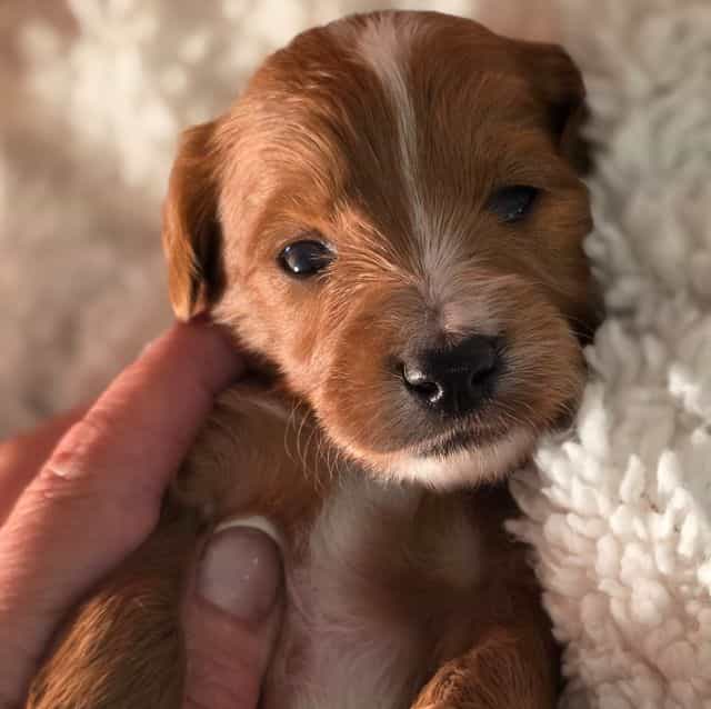 Nugget - mini - Goldendoodle Male