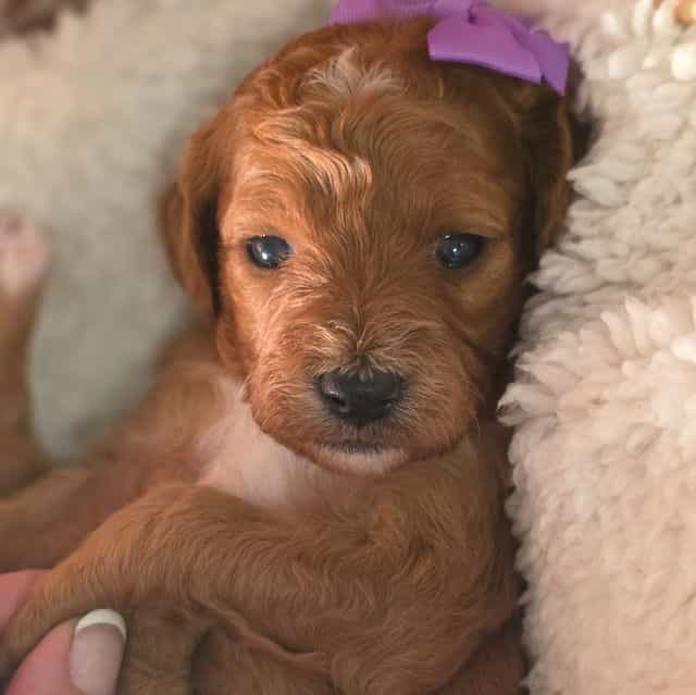 Jewel- mini - Goldendoodle Female