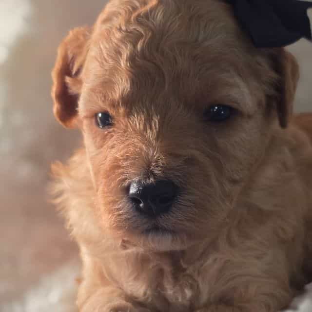 Gypsy-mini - Goldendoodle Female