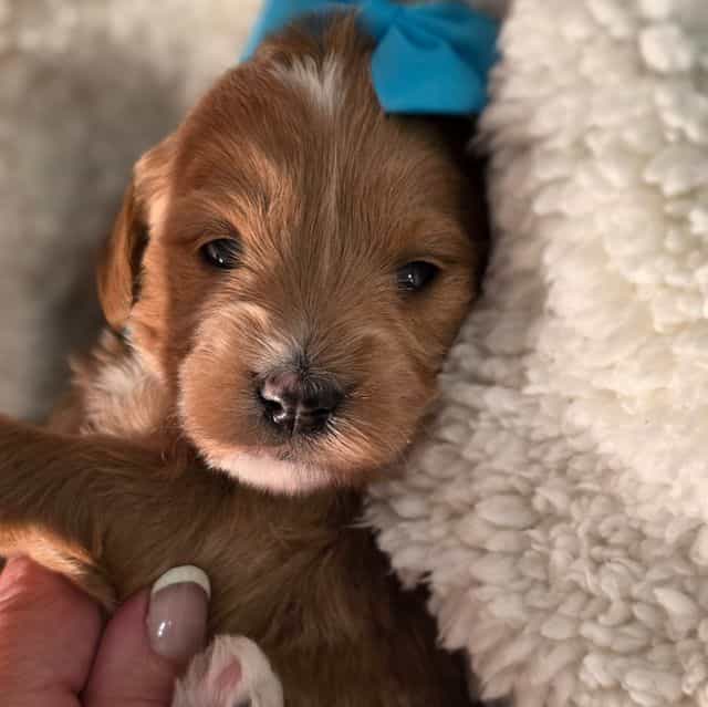 Indy-mini - Goldendoodle Female