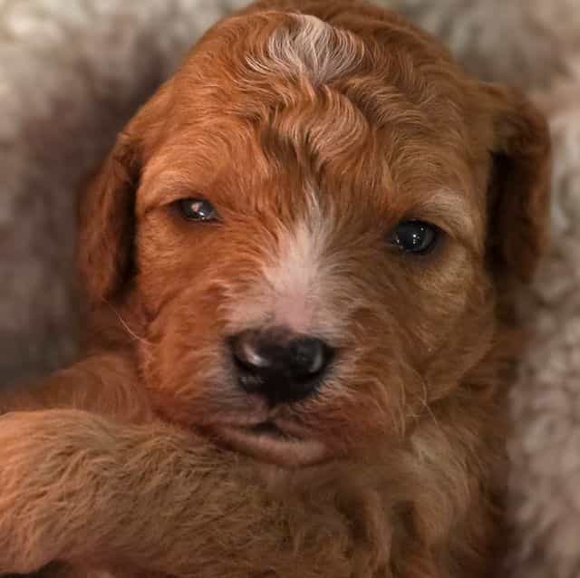 Parker-mini - Goldendoodle Male