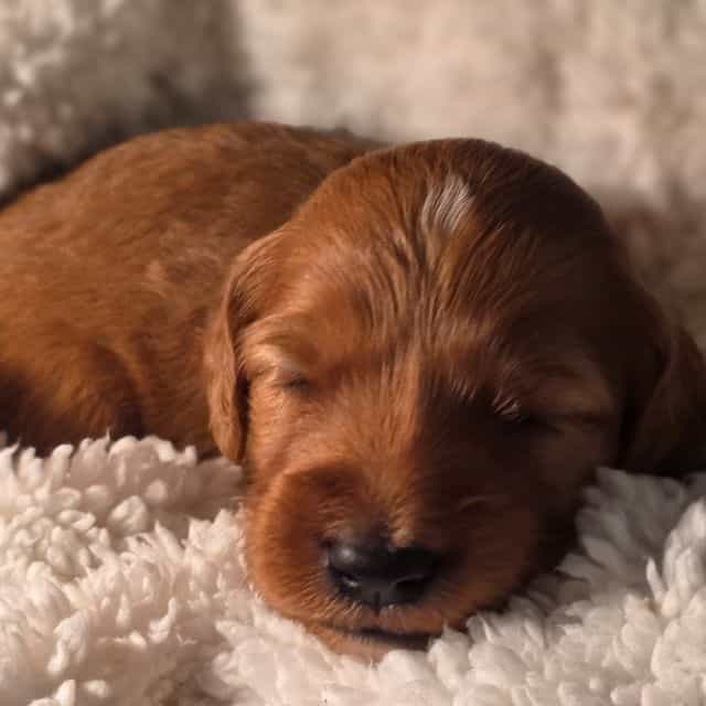 Krypto-mini - Goldendoodle Male
