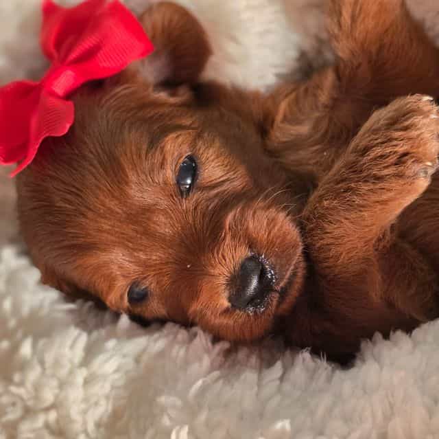 Foxy-mini - Goldendoodle Female