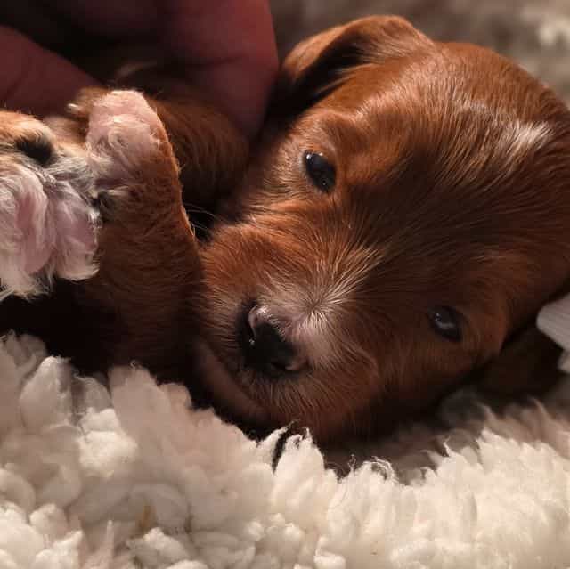 Emma-mini - Goldendoodle Female