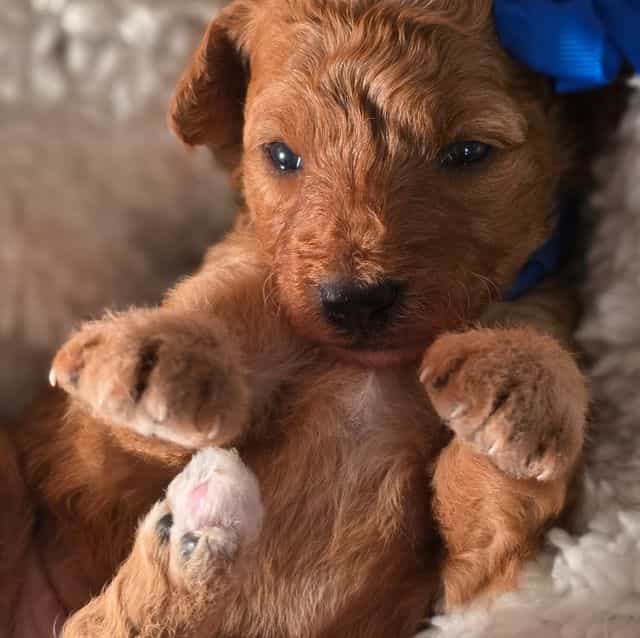 Harper- mini - Goldendoodle Female