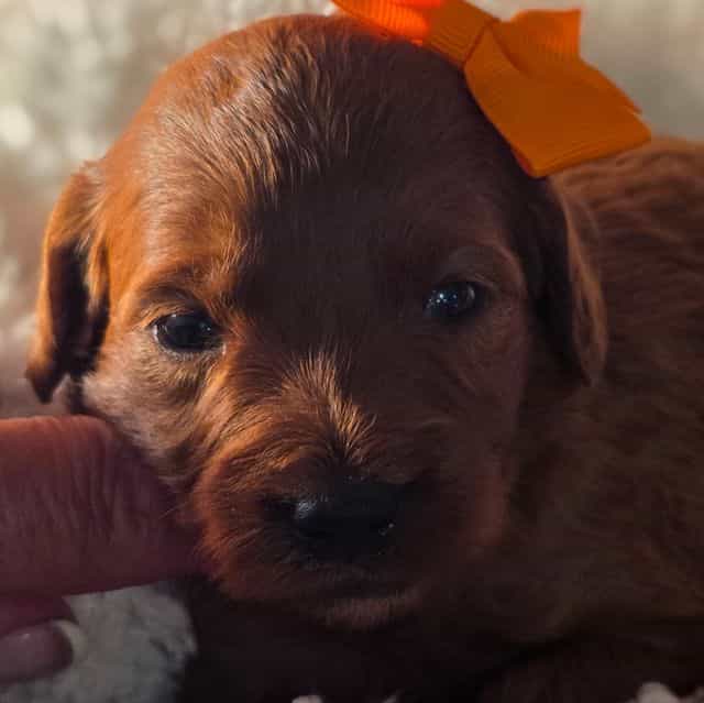 Brandy-mini - Goldendoodle Female