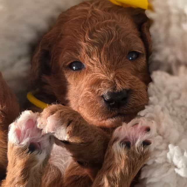 Dutchess-mini - Goldendoodle Female