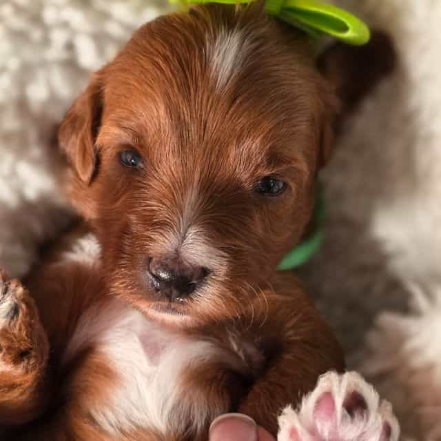 Ava-mini - Goldendoodle Female